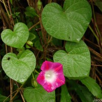 Ipomoea purpurea (L.) Roth